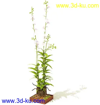 萼脊兰,紫背鹿衔草,五唇兰,蝴蝶兰,树平藓,梅花,紫花含笑,盆景,盆栽,模型合集的图片