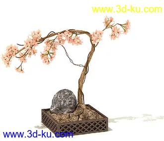 萼脊兰,紫背鹿衔草,五唇兰,蝴蝶兰,树平藓,梅花,紫花含笑,盆景,盆栽,模型合集的图片