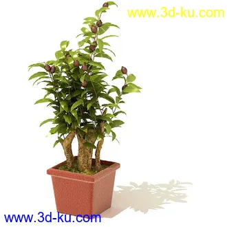 萼脊兰,紫背鹿衔草,五唇兰,蝴蝶兰,树平藓,梅花,紫花含笑,盆景,盆栽,模型合集的图片