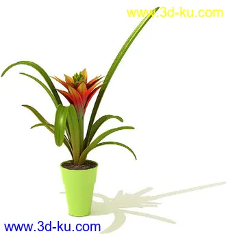 鹅掌柴,彩叶芋,五彩芋,芋叶,万年青,黄金花月,彩叶凤梨,虎尾兰,凤梨花,盆景,盆栽,模型合集的图片