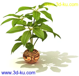 鹅掌柴,彩叶芋,五彩芋,芋叶,万年青,黄金花月,彩叶凤梨,虎尾兰,凤梨花,盆景,盆栽,模型合集的图片