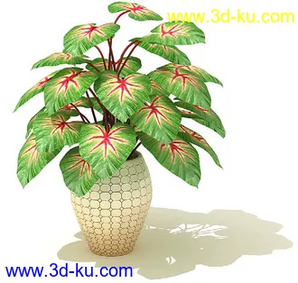 鹅掌柴,彩叶芋,五彩芋,芋叶,万年青,黄金花月,彩叶凤梨,虎尾兰,凤梨花,盆景,盆栽,模型合集的图片