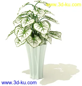鹅掌柴,彩叶芋,五彩芋,芋叶,万年青,黄金花月,彩叶凤梨,虎尾兰,凤梨花,盆景,盆栽,模型合集的图片