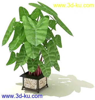 鹅掌柴,彩叶芋,五彩芋,芋叶,万年青,黄金花月,彩叶凤梨,虎尾兰,凤梨花,盆景,盆栽,模型合集的图片