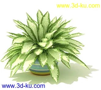 鹅掌柴,彩叶芋,五彩芋,芋叶,万年青,黄金花月,彩叶凤梨,虎尾兰,凤梨花,盆景,盆栽,模型合集的图片