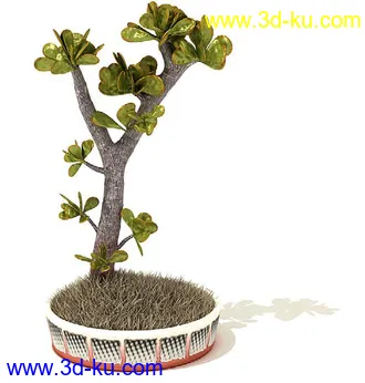 鹅掌柴,彩叶芋,五彩芋,芋叶,万年青,黄金花月,彩叶凤梨,虎尾兰,凤梨花,盆景,盆栽,模型合集的图片