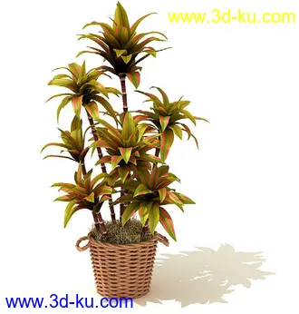 鹅掌柴,彩叶芋,五彩芋,芋叶,万年青,黄金花月,彩叶凤梨,虎尾兰,凤梨花,盆景,盆栽,模型合集的图片