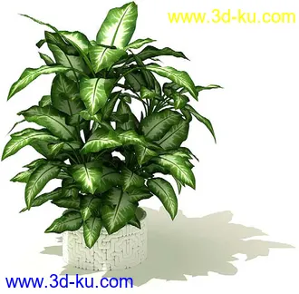 鹅掌柴,彩叶芋,五彩芋,芋叶,万年青,黄金花月,彩叶凤梨,虎尾兰,凤梨花,盆景,盆栽,模型合集的图片
