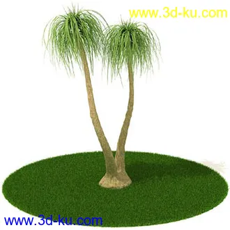 椰树,棕榈树,墨西哥草树,海枣,刺葵,苏铁,象脚丝兰,龙血树,树模型合集的图片