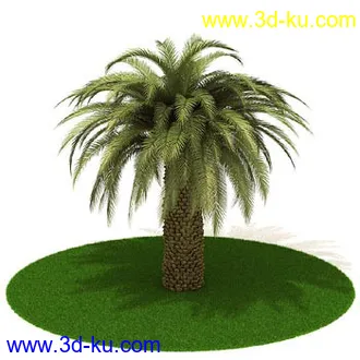 椰树,棕榈树,墨西哥草树,海枣,刺葵,苏铁,象脚丝兰,龙血树,树模型合集的图片