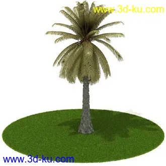 椰树,棕榈树,墨西哥草树,海枣,刺葵,苏铁,象脚丝兰,龙血树,树模型合集的图片