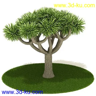 椰树,棕榈树,墨西哥草树,海枣,刺葵,苏铁,象脚丝兰,龙血树,树模型合集的图片