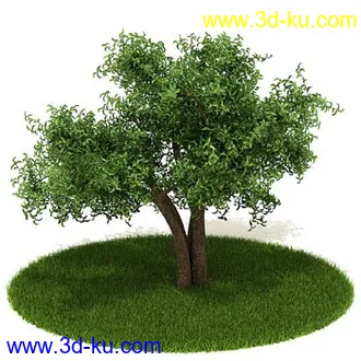 松树,榕树,白发藓,枫树,柏树,武竹,杉树,无茎刺葵,植物,树模型合集的图片