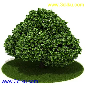 松树,榕树,白发藓,枫树,柏树,武竹,杉树,无茎刺葵,植物,树模型合集的图片