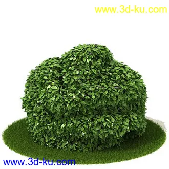 松树,榕树,白发藓,枫树,柏树,武竹,杉树,无茎刺葵,植物,树模型合集的图片