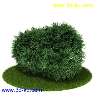 松树,榕树,白发藓,枫树,柏树,武竹,杉树,无茎刺葵,植物,树模型合集的图片