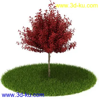 松树,榕树,白发藓,枫树,柏树,武竹,杉树,无茎刺葵,植物,树模型合集的图片