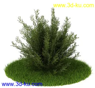 松树,榕树,白发藓,枫树,柏树,武竹,杉树,无茎刺葵,植物,树模型合集的图片