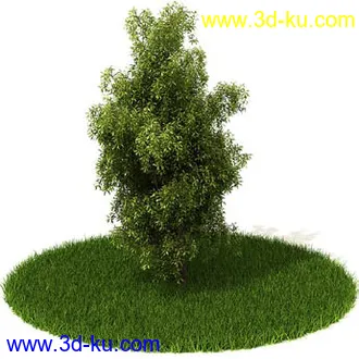 松树,榕树,白发藓,枫树,柏树,武竹,杉树,无茎刺葵,植物,树模型合集的图片