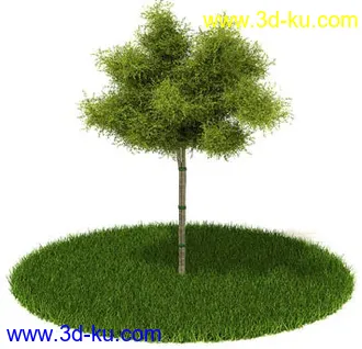 松树,榕树,白发藓,枫树,柏树,武竹,杉树,无茎刺葵,植物,树模型合集的图片