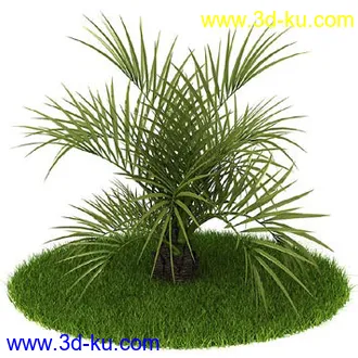 松树,榕树,白发藓,枫树,柏树,武竹,杉树,无茎刺葵,植物,树模型合集的图片