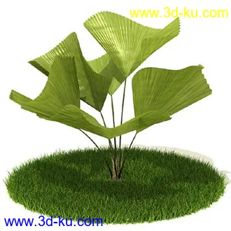 银杏,海芋,芋叶,圆叶刺轴榈,榄仁树,刺桐花,黄木犀草,植物,树模型合集的图片