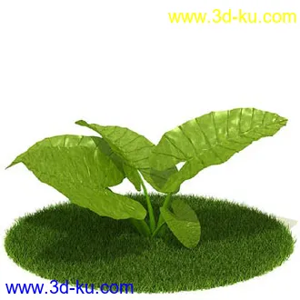 银杏,海芋,芋叶,圆叶刺轴榈,榄仁树,刺桐花,黄木犀草,植物,树模型合集的图片