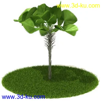 银杏,海芋,芋叶,圆叶刺轴榈,榄仁树,刺桐花,黄木犀草,植物,树模型合集的图片