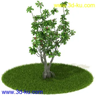 银杏,海芋,芋叶,圆叶刺轴榈,榄仁树,刺桐花,黄木犀草,植物,树模型合集的图片