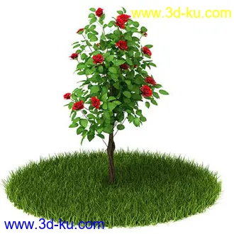 稀花槭,鸡爪槭,金叶榆,玫瑰花,竹,枫树,大红花,海棠,植物,花模型合集的图片