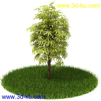 稀花槭,鸡爪槭,金叶榆,玫瑰花,竹,枫树,大红花,海棠,植物,花模型合集的图片