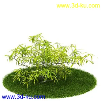 花叶榕,光叶子花,红脉葵,金森女贞,玉簪,白缘龙舌兰,菠萝,白发藓,植物模型合集的图片1