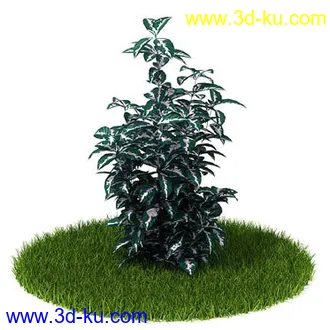 花叶榕,光叶子花,红脉葵,金森女贞,玉簪,白缘龙舌兰,菠萝,白发藓,植物模型合集的图片2