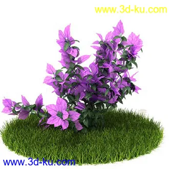 花叶榕,光叶子花,红脉葵,金森女贞,玉簪,白缘龙舌兰,菠萝,白发藓,植物模型合集的图片3