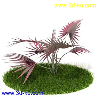 花叶榕,光叶子花,红脉葵,金森女贞,玉簪,白缘龙舌兰,菠萝,白发藓,植物模型合集的图片