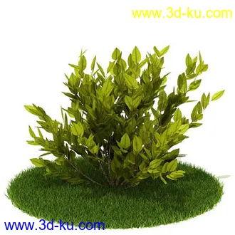 花叶榕,光叶子花,红脉葵,金森女贞,玉簪,白缘龙舌兰,菠萝,白发藓,植物模型合集的图片