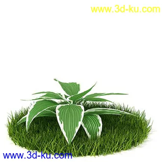 花叶榕,光叶子花,红脉葵,金森女贞,玉簪,白缘龙舌兰,菠萝,白发藓,植物模型合集的图片