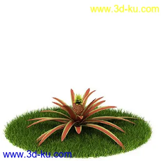 花叶榕,光叶子花,红脉葵,金森女贞,玉簪,白缘龙舌兰,菠萝,白发藓,植物模型合集的图片