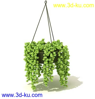 番石榴树,大芦荟,网纹草,金叶过路黄,肾蕨,红网纹草,紫鸭趾草,葡萄,模型合集的图片