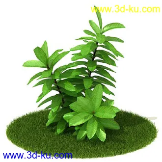 番石榴树,大芦荟,网纹草,金叶过路黄,肾蕨,红网纹草,紫鸭趾草,葡萄,模型合集的图片