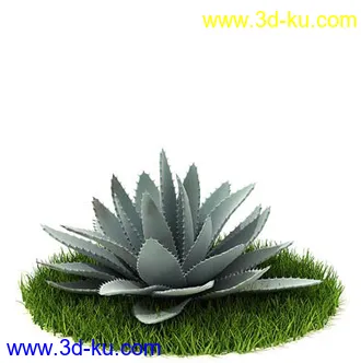 番石榴树,大芦荟,网纹草,金叶过路黄,肾蕨,红网纹草,紫鸭趾草,葡萄,模型合集的图片