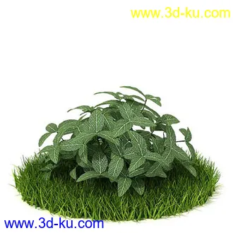 番石榴树,大芦荟,网纹草,金叶过路黄,肾蕨,红网纹草,紫鸭趾草,葡萄,模型合集的图片