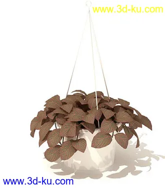 番石榴树,大芦荟,网纹草,金叶过路黄,肾蕨,红网纹草,紫鸭趾草,葡萄,模型合集的图片