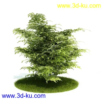 植物模型,园林模型,景观模型,树模型,灌木模型共60个的图片5