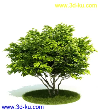 植物模型,园林模型,景观模型,树模型,灌木模型共60个的图片6