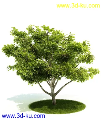 植物模型,园林模型,景观模型,树模型,灌木模型共60个的图片7