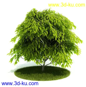 植物模型,园林模型,景观模型,树模型,灌木模型共60个的图片8