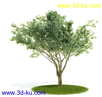 植物模型,园林模型,景观模型,树模型,灌木模型共60个的图片9