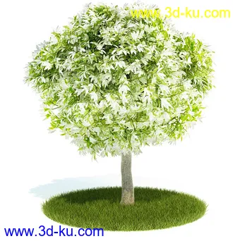 植物模型,园林模型,景观模型,树模型,灌木模型共60个的图片10