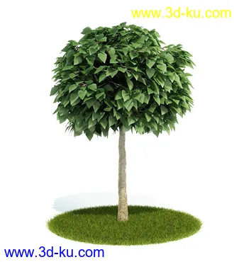 植物模型,园林模型,景观模型,树模型,灌木模型共60个的图片11